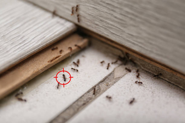 Best Wasp Removal Services  in De Queen, AR