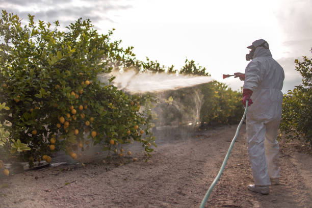 Best Pest Control Near Me  in De Queen, AR