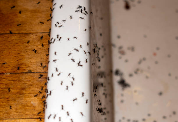 Best Wildlife Control Services  in De Queen, AR