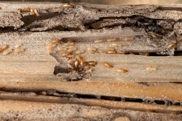 Best Exterminator Services  in De Queen, AR