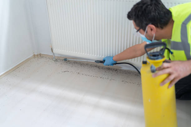 Best Ant Control Services  in De Queen, AR
