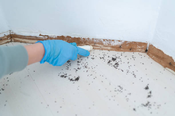 Best Best Pest Control Companies  in De Queen, AR
