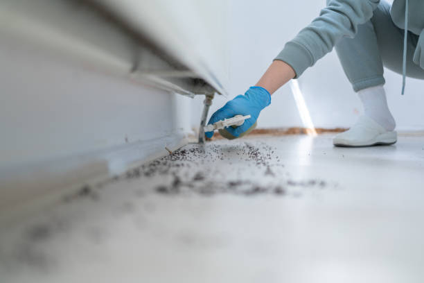 Best Affordable Pest Control Services  in De Queen, AR